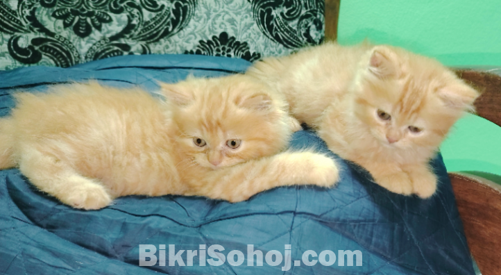 Traditional Persian Ginger Female And Black Ta Male